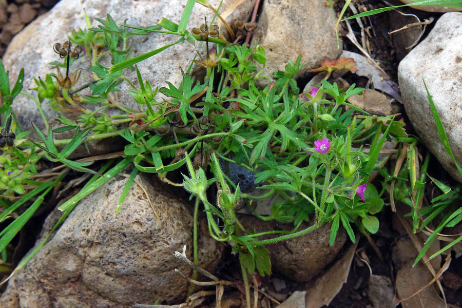 Geranium dissectum